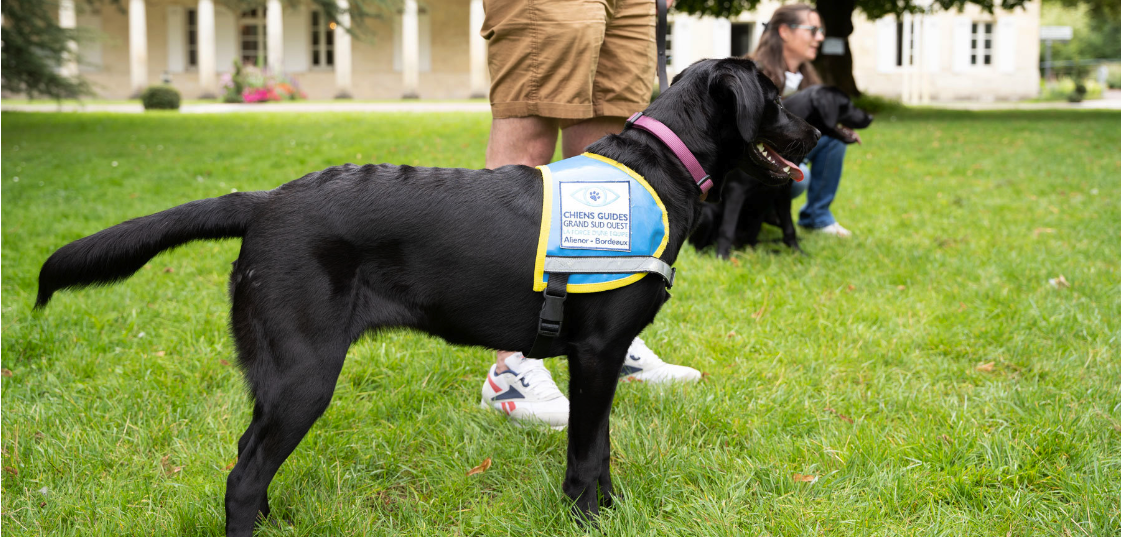 Bannière - association chiens-guides alienor